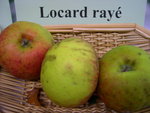 vignette pomme 'Locard Ray'