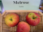 vignette pomme 'Melrose' = 'Melred'
