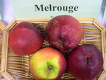 vignette pomme 'Melrouge'