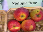 vignette pomme 'Multiple Fleur'