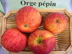 vignette pomme 'Orge Ppin' = 'Orge ppin Ray', 'Clin', 'Loge Ppin', 'Leche Ppin', 'Loche ppin'