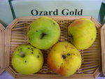vignette pomme 'Ozard Gold' = 'Ozargold' = 'Ozark Gold'