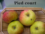 vignette pomme 'Pied Court' = 'Courte Queue'