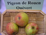 vignette pomme 'Pigeon de Rouen Quvert'