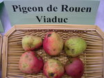 vignette pomme 'Pigeon de Rouen Viaduc'