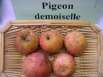 vignette pomme 'Pigeon Demoiselle'