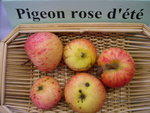 vignette pomme 'Pigeon Rose d't'