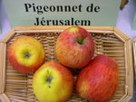 vignette pomme 'Pigeonnet de Jrusalem'