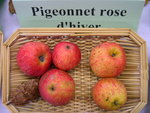 vignette pomme 'Pigeonnet Rose d'hiver'