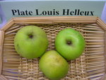 vignette pomme 'Plate Louis Helleux'