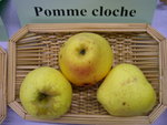 vignette pomme 'Cloche'