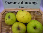 vignette pomme 'D'Orange'= 'Ppin d'Or'