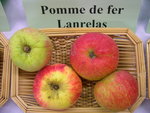 vignette pomme 'Fer Lanrelas'