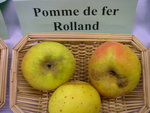 vignette pomme 'Fer Rolland'