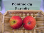 vignette pomme 'du Paradis'