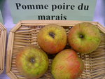 vignette pomme 'Poire du Marais'