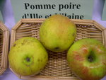vignette pomme 'Poire d'Ille et Vilaine' = 'Pomme Poire'