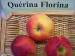 vignette pomme 'Qurina Florina'