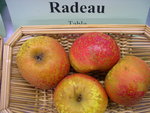 vignette pomme 'Radeau'