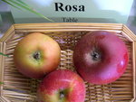 vignette pomme 'Rosa'