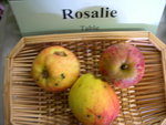 vignette pomme 'Rosalie'
