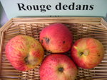 vignette pomme 'Rouge Dedans'