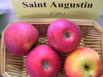 vignette pomme 'Saint Augustin'