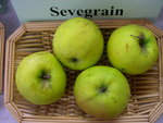 vignette pomme 'Svegrain' = 'Smegrain'