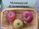 vignette pomme 'Skinnared d'Armorique'