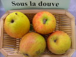 vignette pomme 'Sous la Douve' = 'Gros Doux'