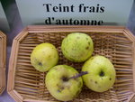 vignette pomme 'Teint Frais d'Automne'