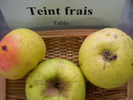vignette pomme 'Teint Frais' = 'Kerlivio'