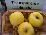 vignette pomme 'Transparente Blanche'