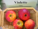 vignette pomme 'Violette' = Vilotte