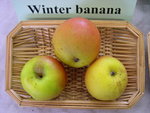 vignette pomme 'Winter Banana'