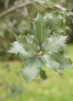 vignette Quercus chrysolepis