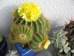 vignette notocactus  magnificus en fleur