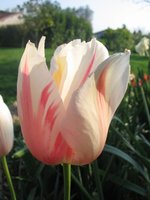 vignette tulipe panache