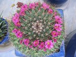 vignette cactus en fleur 2
