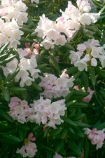 vignette Rhododendron anwheiense