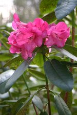 vignette Rhododendron 'Aurora'