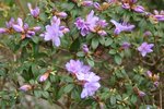 vignette Rhododendron Blue Tit Group