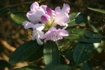 vignette Rhododendron campanulatum SS&W9107