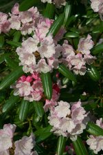 vignette Rhododendron degronianum ssp. degronianum