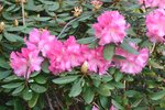 vignette Rhododendron degronianum ssp. heptamerum var. kyomaruense