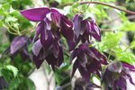 vignette Clematis macropetala 'Purple Spider'