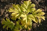 vignette Hydrangea quercifolia 'Little Honey'