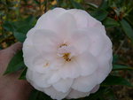 vignette camellia 'Softly', hybride