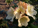 vignette Rhododendron 'Horizon Monarch'