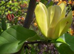 vignette Magnolia 'Yellow Bird' - 2